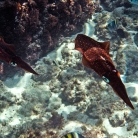 Scuba Diving in Aruba © Bryan Crabtree