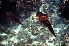 Scuba Diving in Aruba © Bryan Crabtree