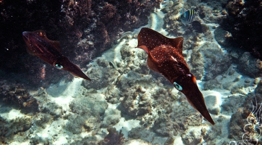 Scuba Diving in Aruba – April 2007 © Bryan Crabtree