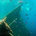 Scuba Diving in Aruba © Bryan Crabtree