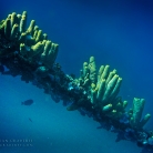 Scuba Diving in Aruba © Bryan Crabtree