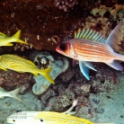 Scuba Diving in Aruba © Bryan Crabtree