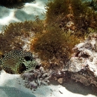 Scuba Diving in Aruba © Bryan Crabtree