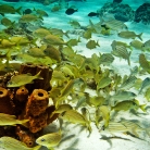 Scuba Diving in Aruba © Bryan Crabtree