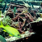 Scuba Diving in Aruba © Bryan Crabtree