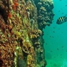 Scuba Diving in Aruba © Bryan Crabtree