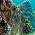 Scuba Diving in Aruba © Bryan Crabtree