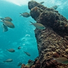 Scuba Diving in Aruba © Bryan Crabtree