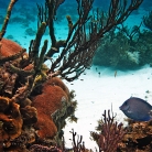 Western Caribbean Cruise © Bryan Crabtree