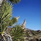 Mojave National Preserve © Bryan Crabtree