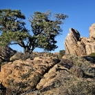 Mojave National Preserve © Bryan Crabtree