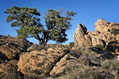 Mojave National Preserve © Bryan Crabtree