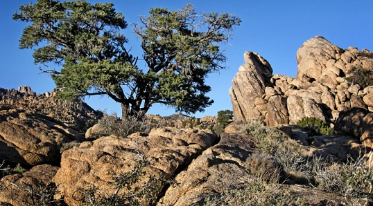 Mojave National Preserve © Bryan Crabtree