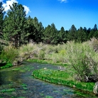 Inyo National Forest © Bryan Crabtree