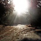 Griffith Park at Dawn © Bryan Crabtree