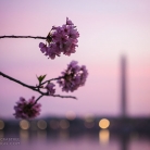 Cherry Blossoms at Dawn © Bryan Crabtree