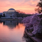 Cherry Blossoms at Dawn © Bryan Crabtree