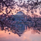 Cherry Blossoms at Dawn © Bryan Crabtree