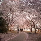 Cherry Blossoms at Dawn © Bryan Crabtree