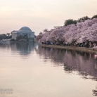 Cherry Blossoms at Dawn © Bryan Crabtree