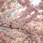 Cherry Blossoms at Dawn © Bryan Crabtree