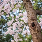 Cherry Blossoms at Dawn © Bryan Crabtree