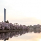 Cherry Blossoms at Dawn © Bryan Crabtree