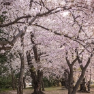 Cherry Blossoms at Dawn © Bryan Crabtree