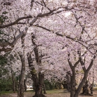 Cherry Blossoms at Dawn © Bryan Crabtree