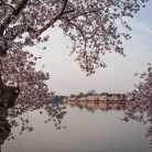 Cherry Blossoms at Dawn © Bryan Crabtree