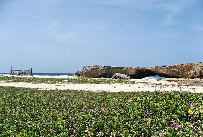 Aruba – April 2007 © Bryan Crabtree