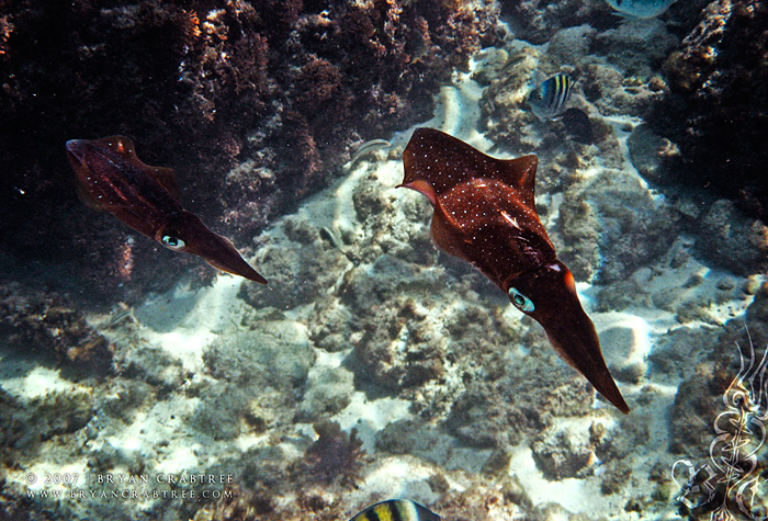 Scuba Diving in Aruba – April 2007 © Bryan Crabtree