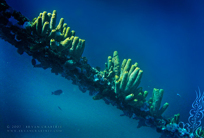 Scuba Diving in Aruba – April 2007 © Bryan Crabtree