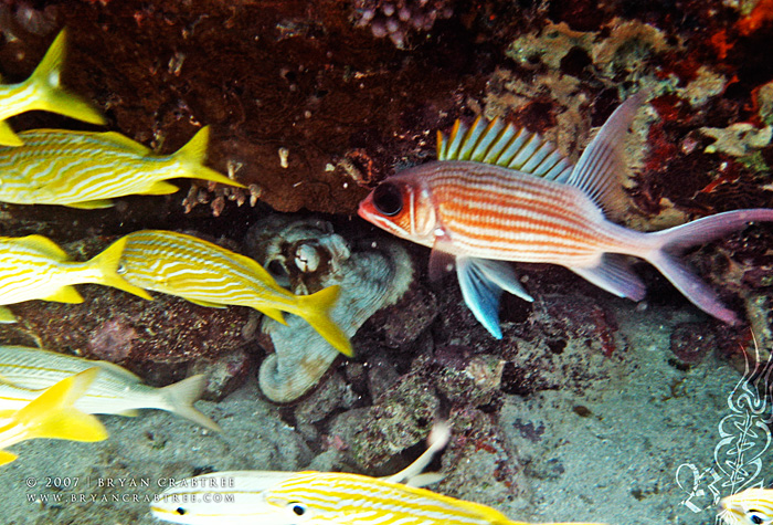 Scuba Diving in Aruba – April 2007 © Bryan Crabtree