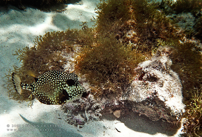 Scuba Diving in Aruba – April 2007 © Bryan Crabtree