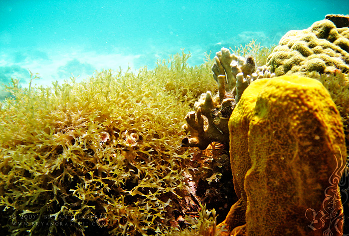 Scuba Diving in Aruba – April 2007 © Bryan Crabtree