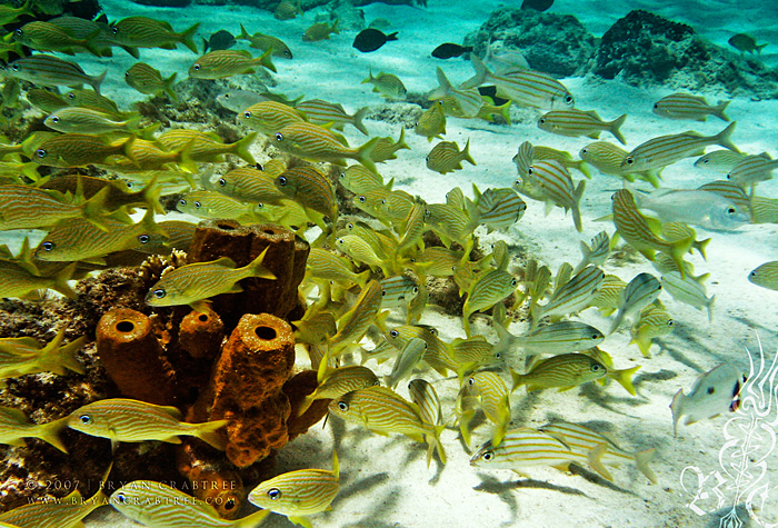 Scuba Diving in Aruba – April 2007 © Bryan Crabtree