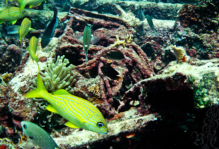 Scuba Diving in Aruba – April 2007 © Bryan Crabtree