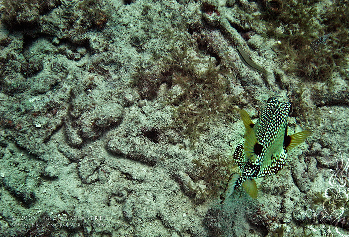 Scuba Diving in Aruba – April 2007 © Bryan Crabtree