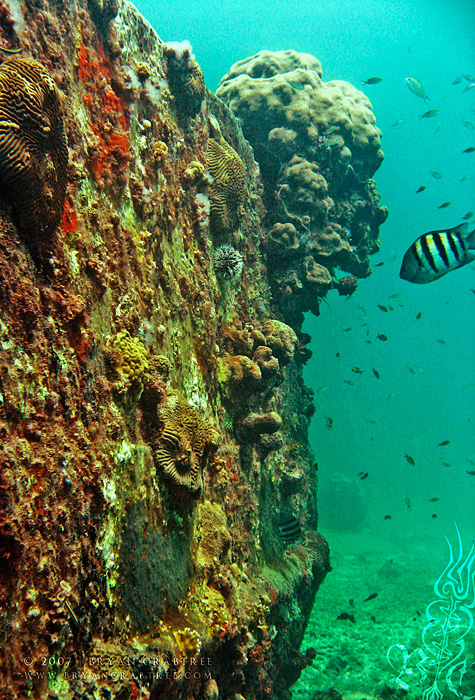 Scuba Diving in Aruba – April 2007 © Bryan Crabtree