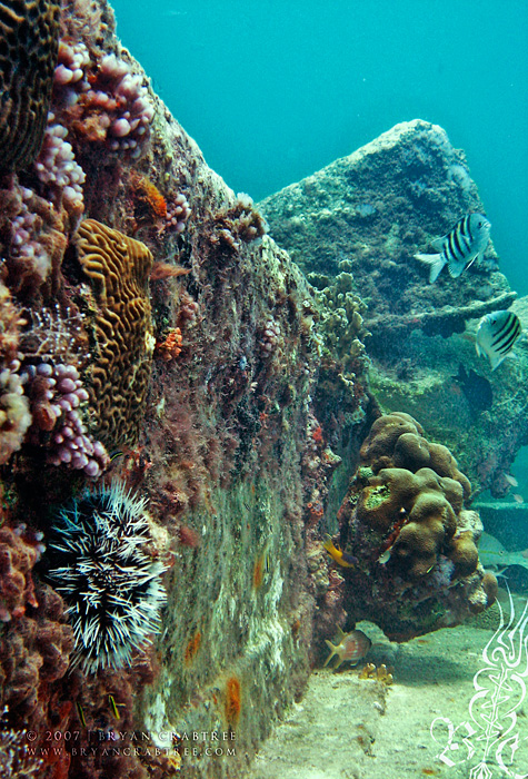 Scuba Diving in Aruba – April 2007 © Bryan Crabtree