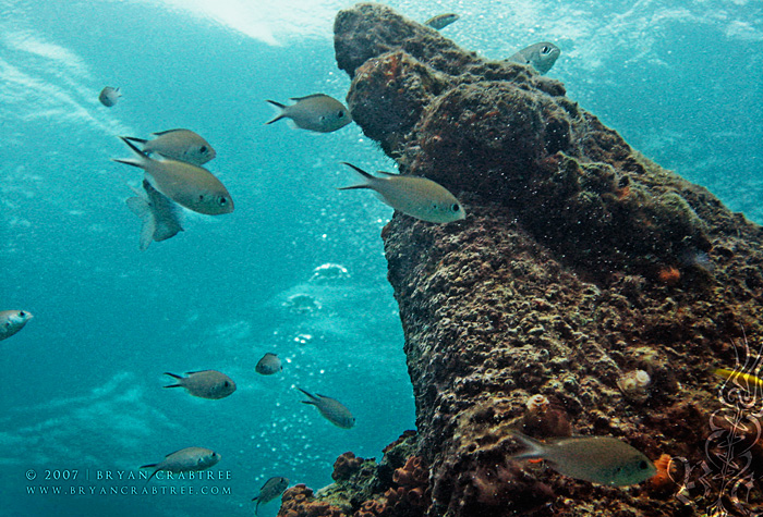 Scuba Diving in Aruba – April 2007 © Bryan Crabtree