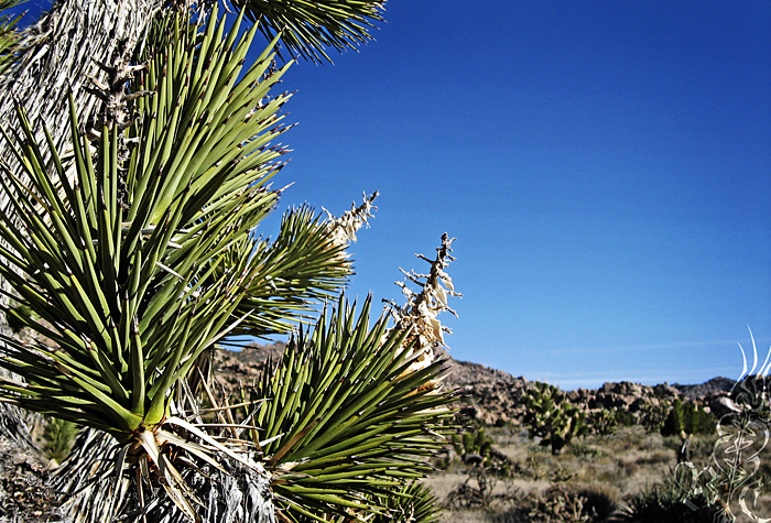 Mojave National Preserve © Bryan Crabtree
