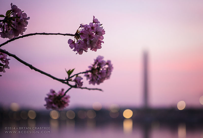 Cherry Blossoms at Dawn © Bryan Crabtree