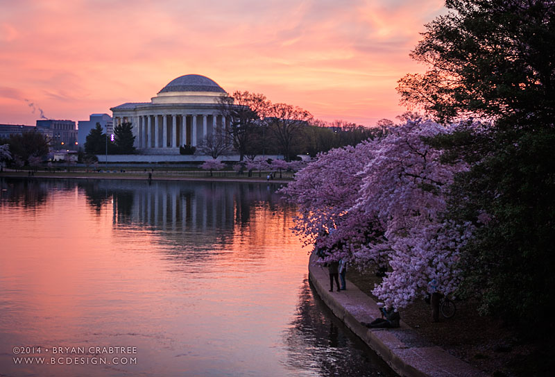 Cherry Blossoms at Dawn © Bryan Crabtree