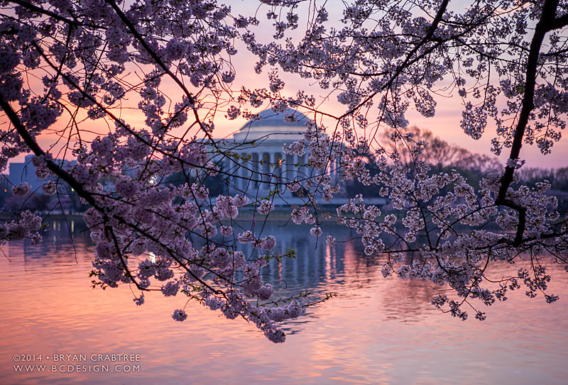 Cherry Blossoms at Dawn © Bryan Crabtree