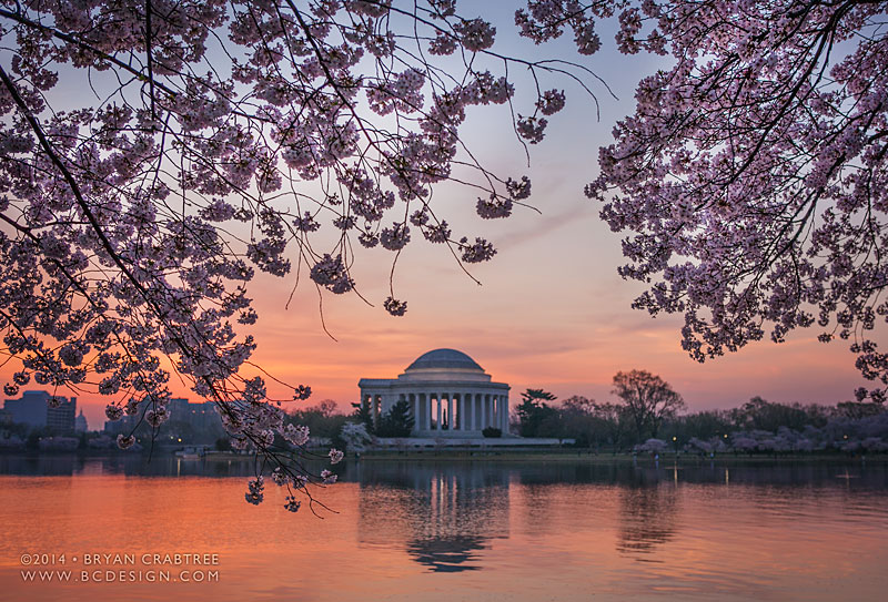 Cherry Blossoms at Dawn © Bryan Crabtree