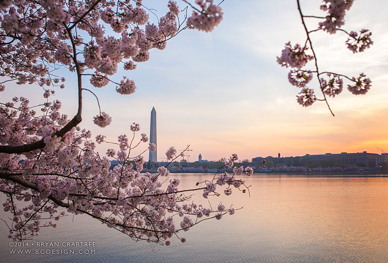 Cherry Blossoms at Dawn © Bryan Crabtree