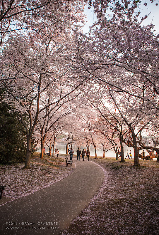 Cherry Blossoms at Dawn © Bryan Crabtree