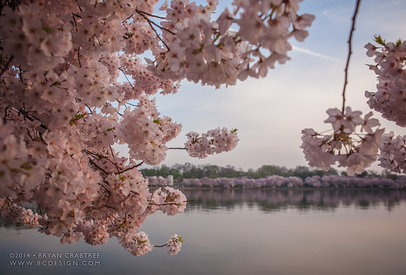 Cherry Blossoms at Dawn © Bryan Crabtree